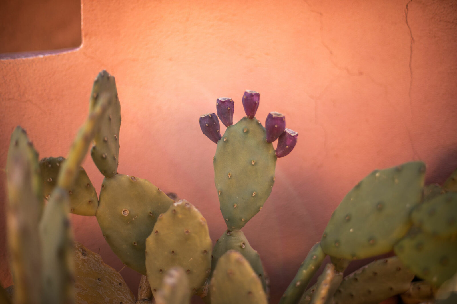 kaktus in marokko