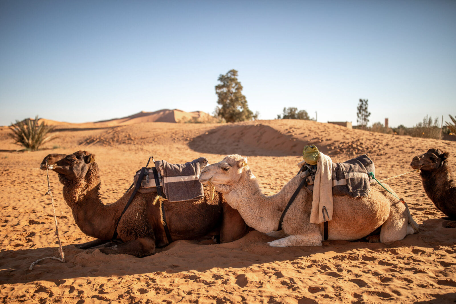kamele in marokko