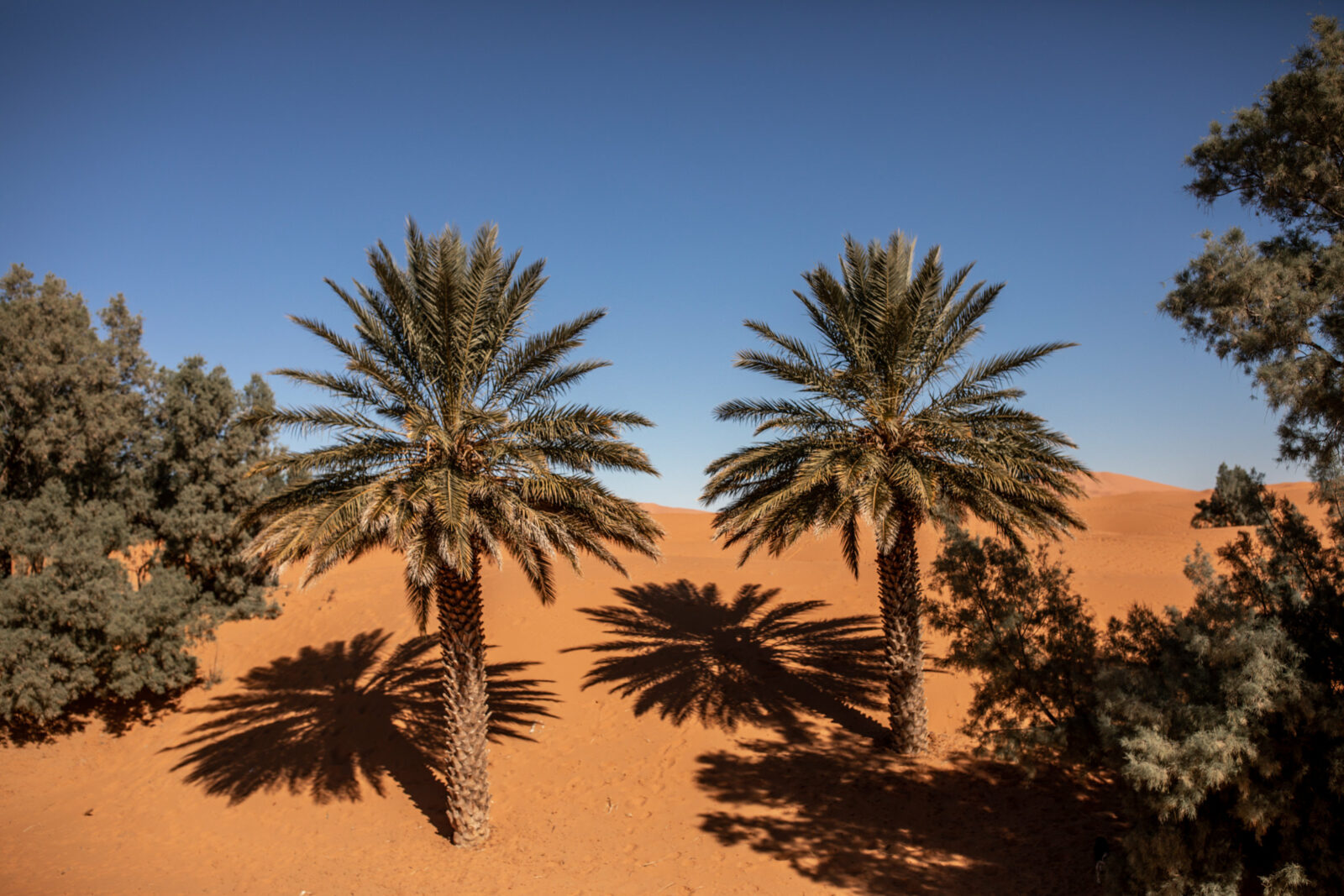 Palmen in der wüste