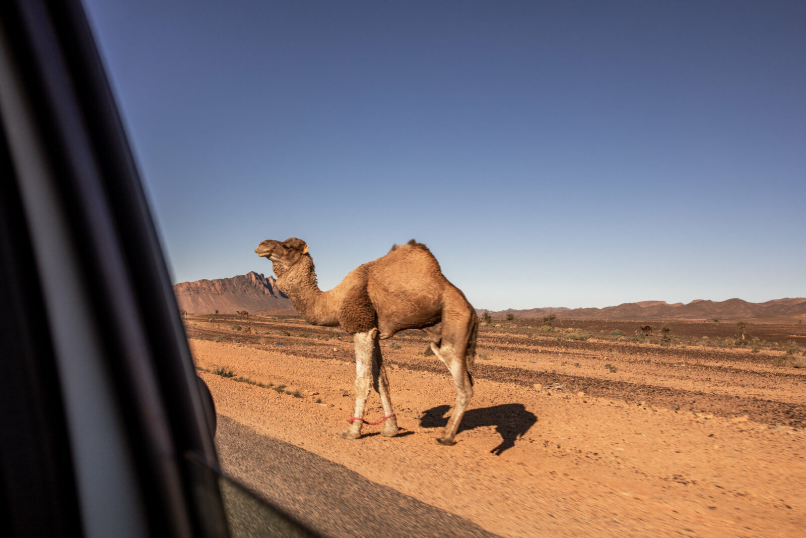 kamel in marokko