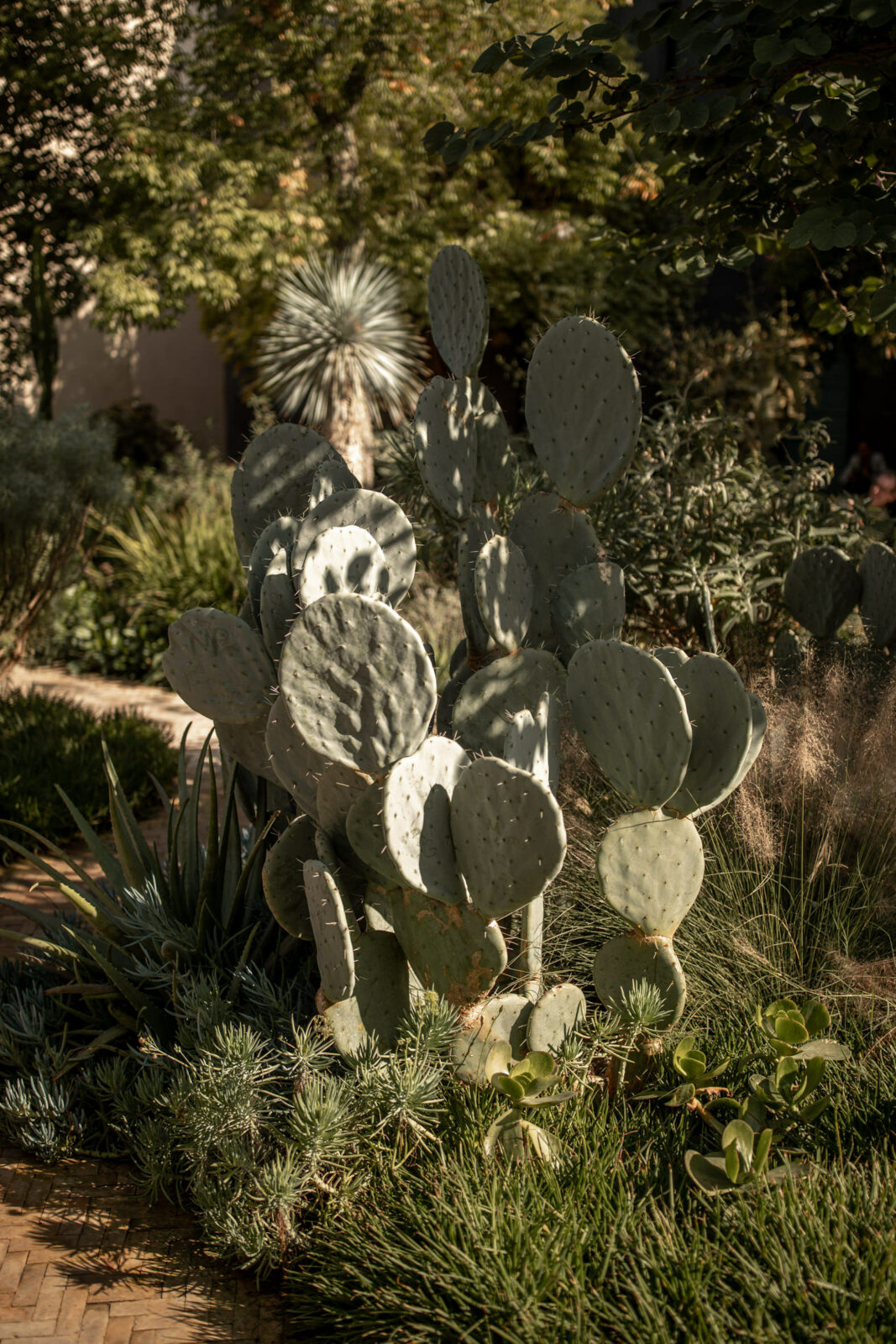 kaktus marokko