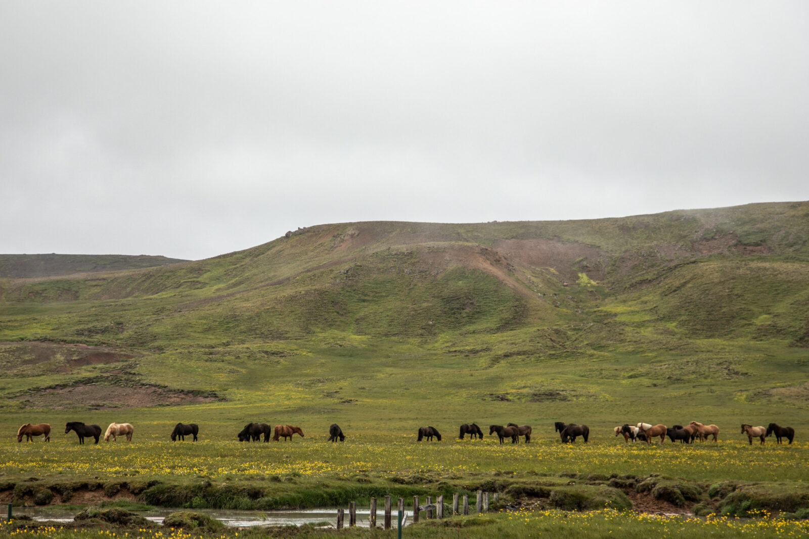 pferde auf island