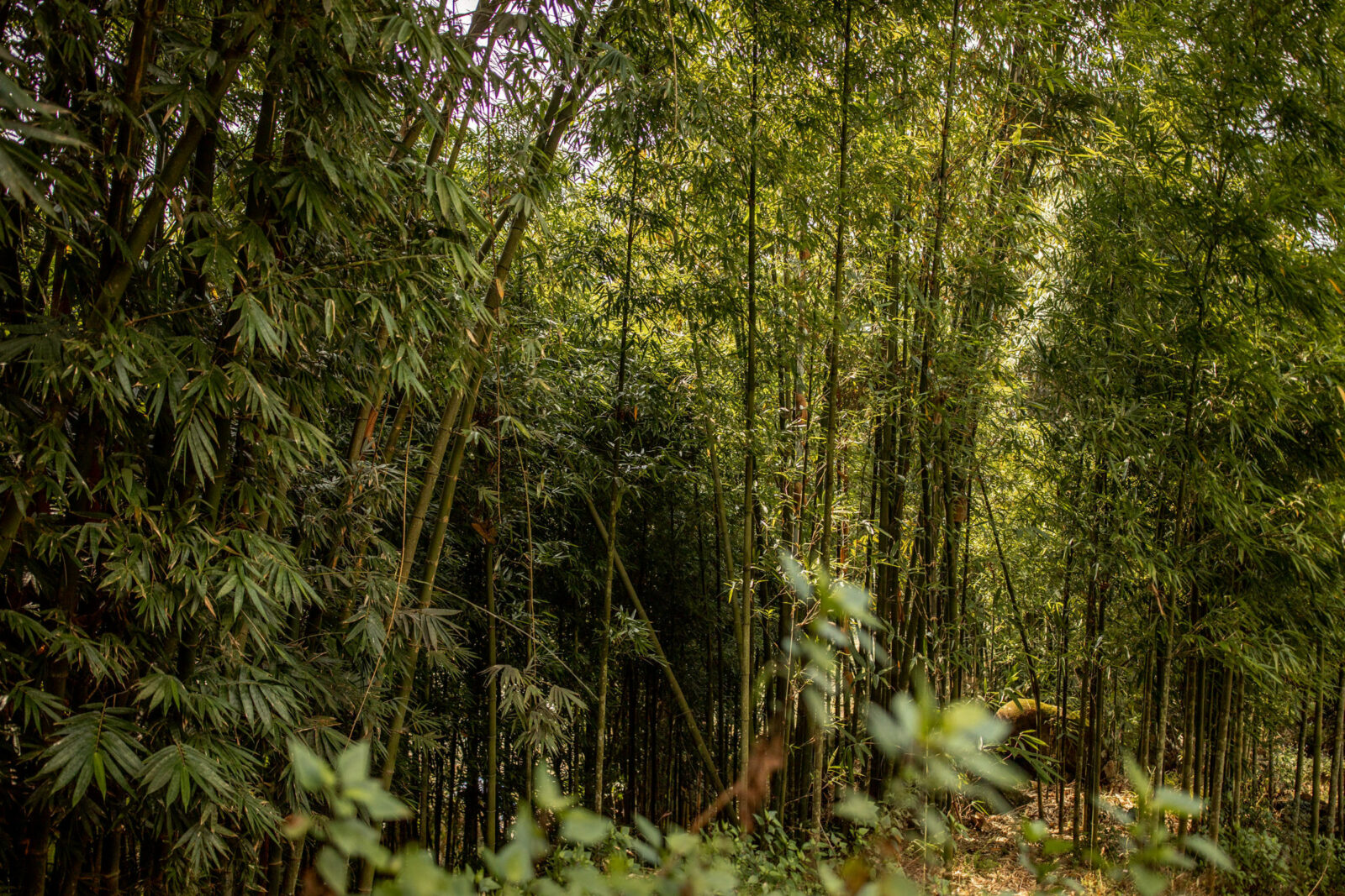 Jungle in Vietnam