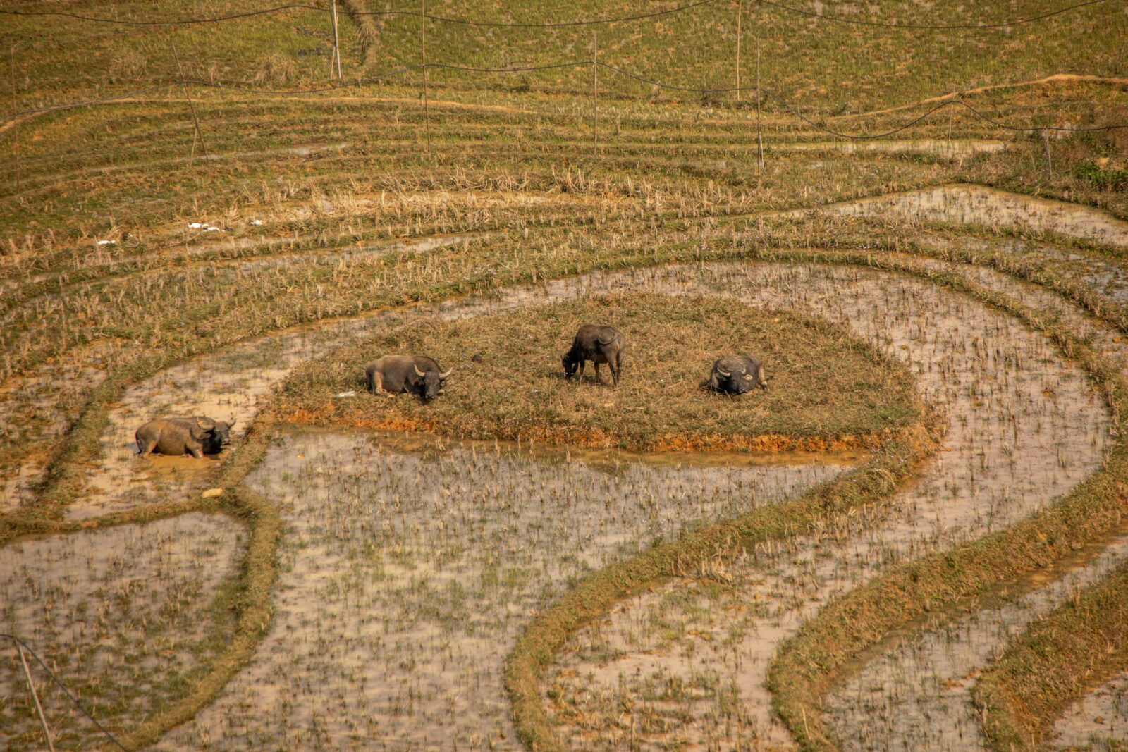 Wasserbüffel in Reisfeld in Vietnam