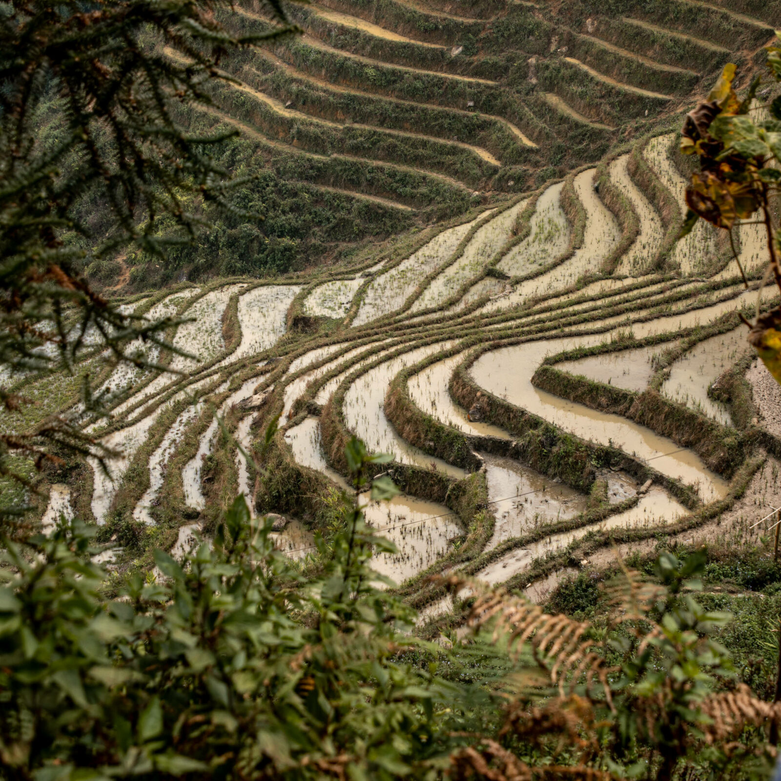 Reis anbau in vietnams bergen