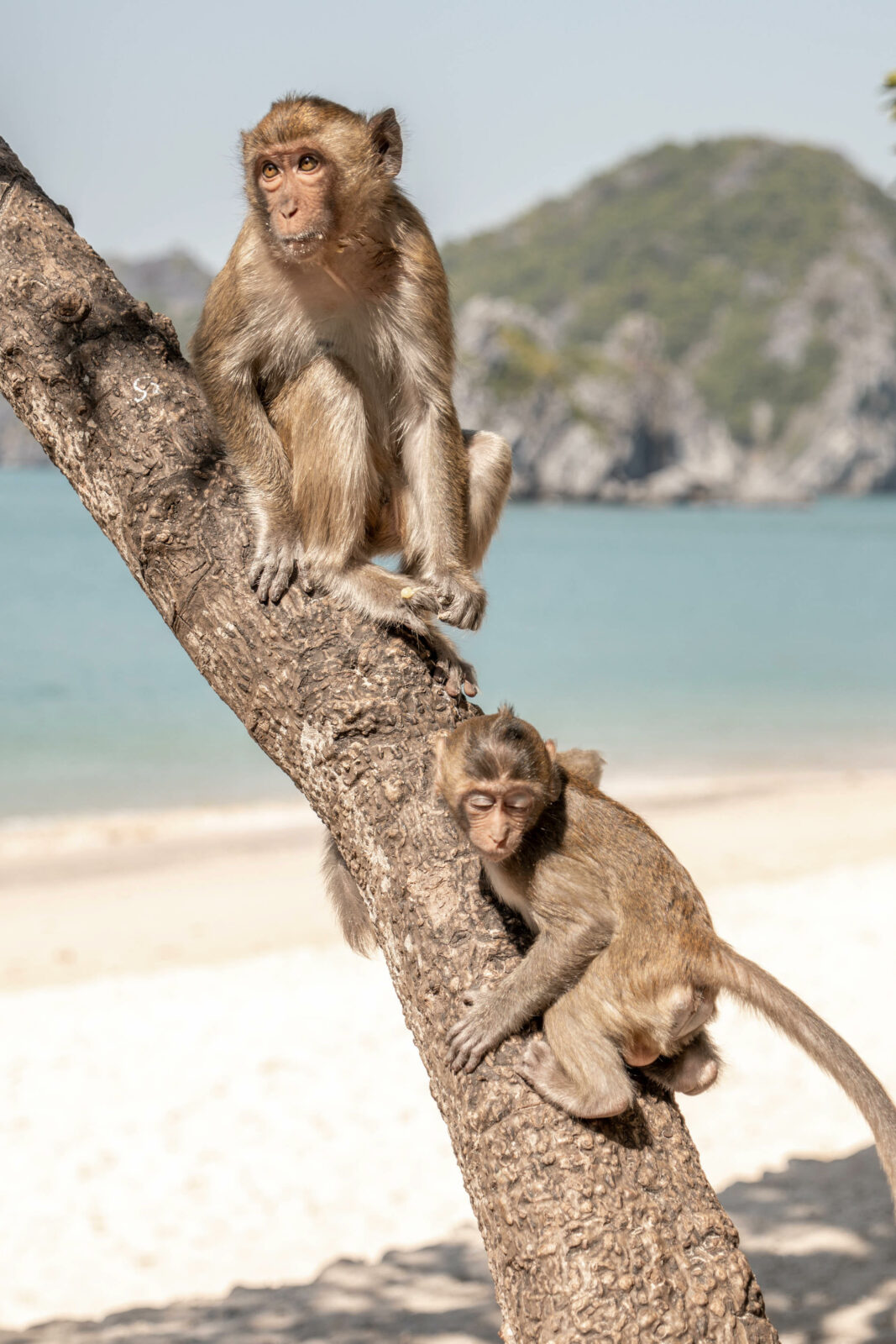 Affen in der Halong bay