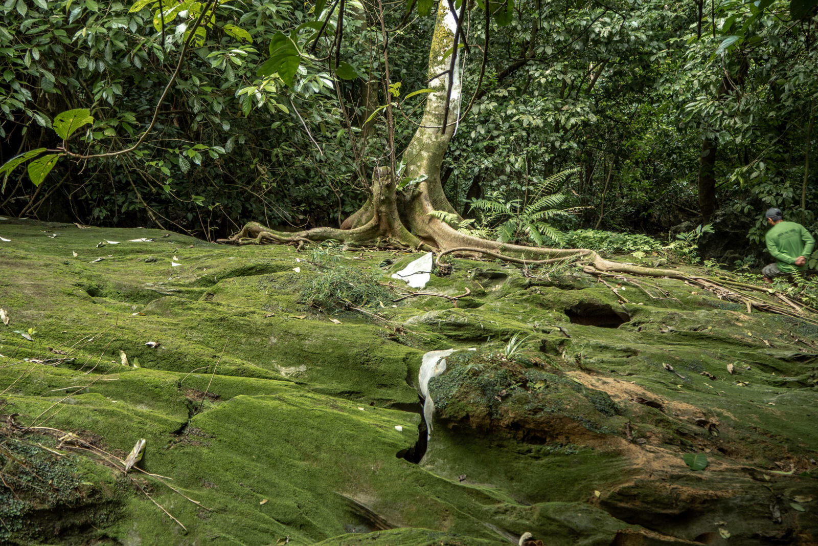 Vietnam jungle landscape