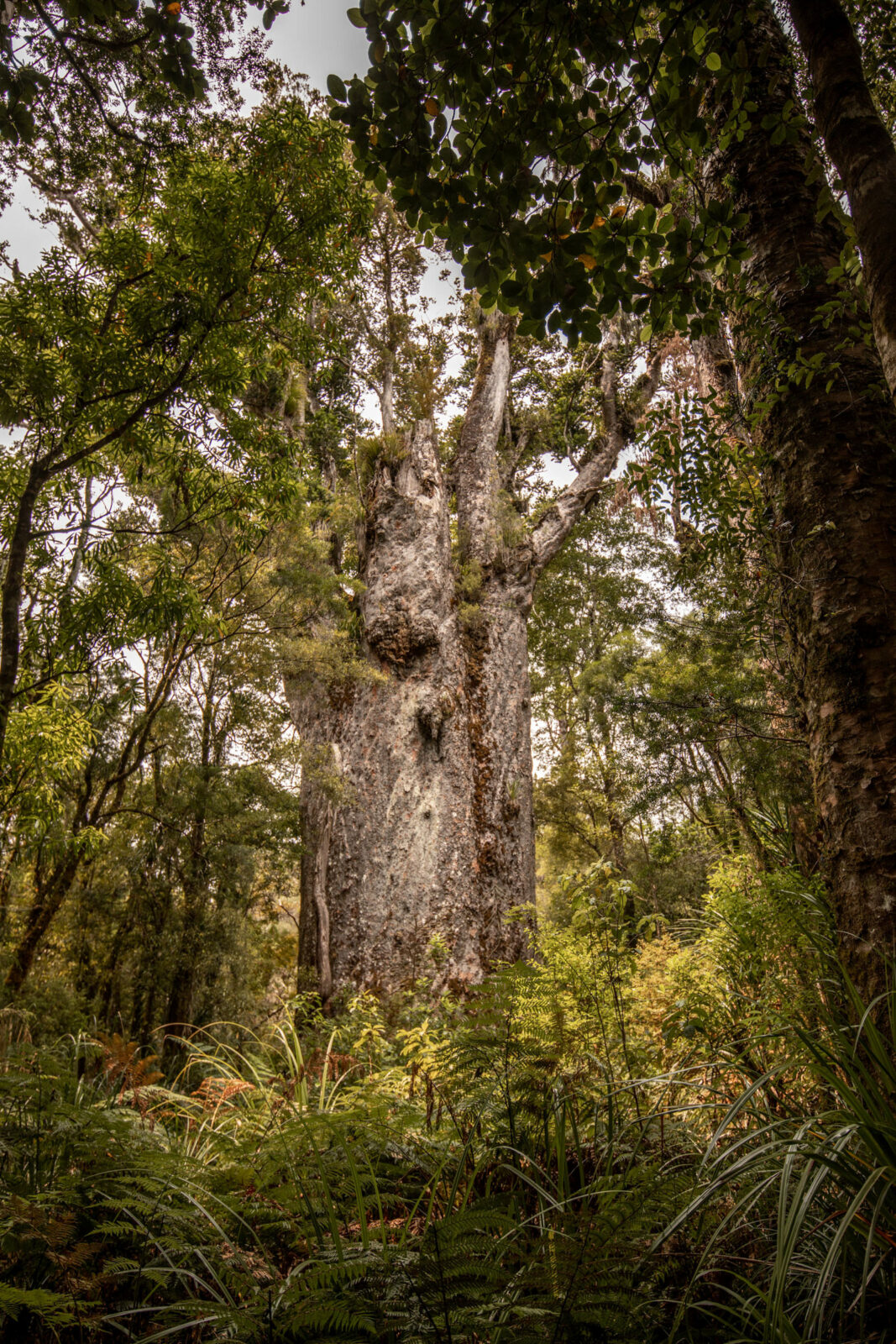 Kauri Baum Neuseeland