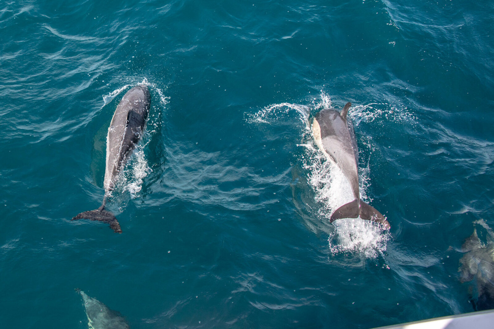 delfine in Neuseeland