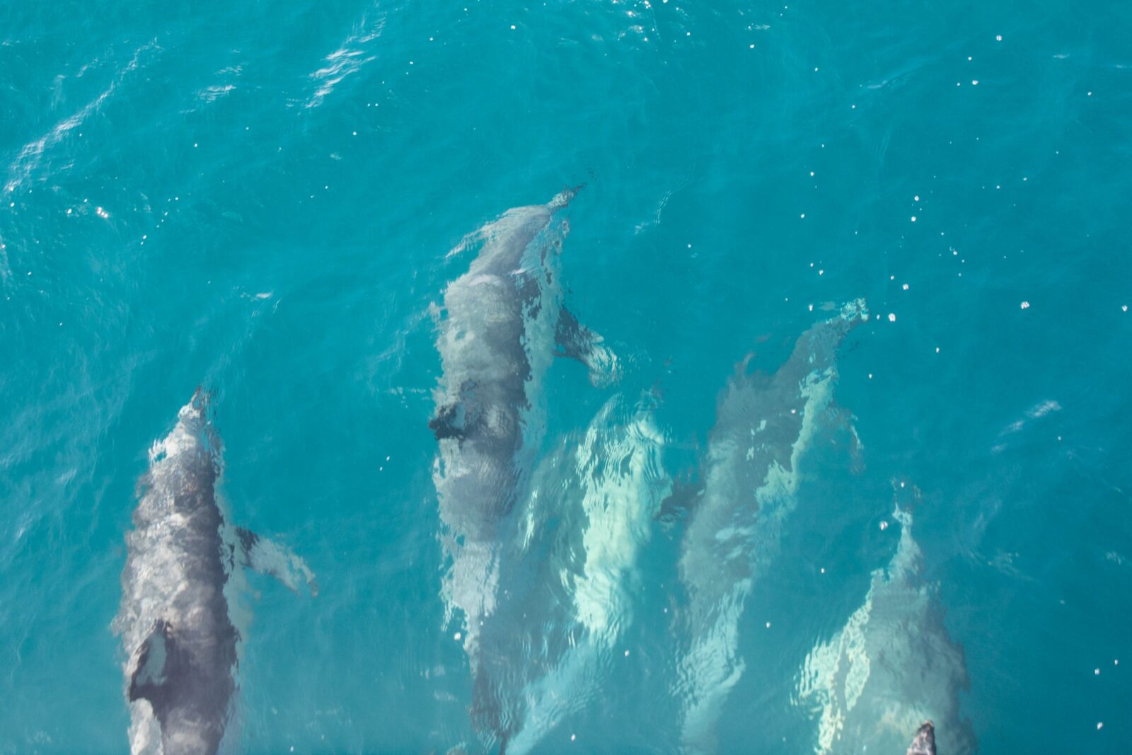 Delfine schwimmen vor Boot