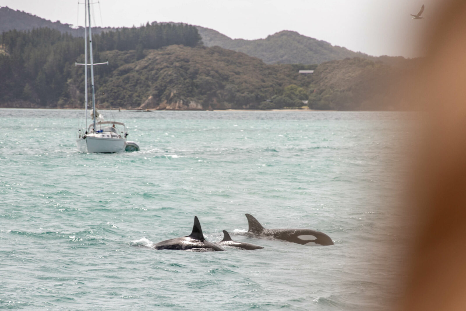 Orcas in Neuseeland