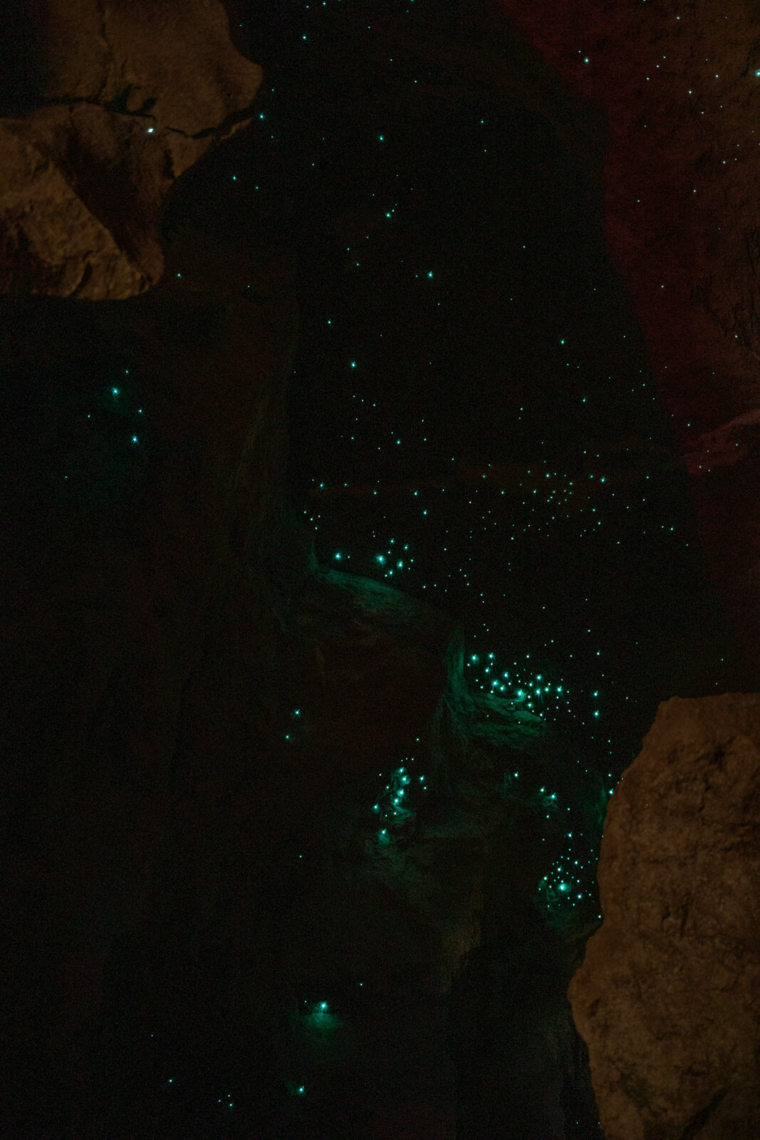 Glühwürmchen in einer Höhle in Neuseeland