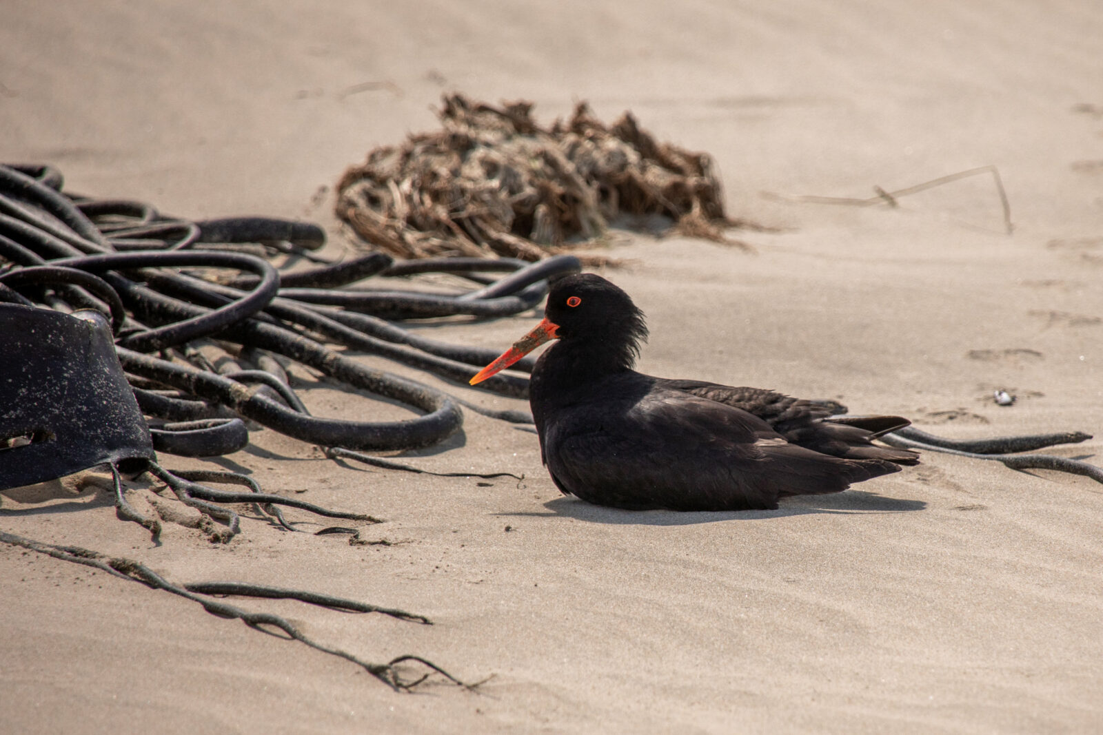 schwarzer vogel mit oranger schnabel neuseeland