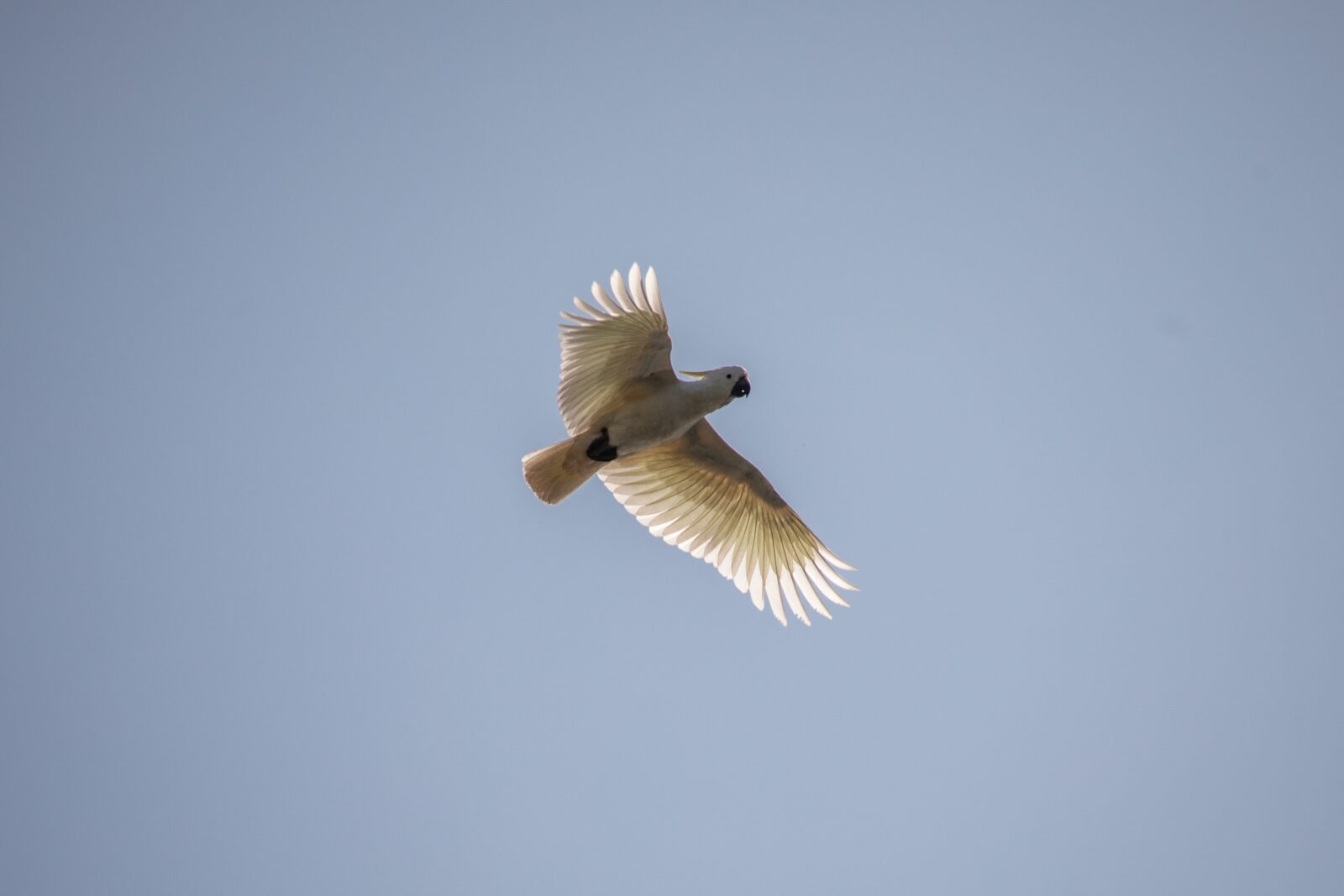 fliegender Kakadu