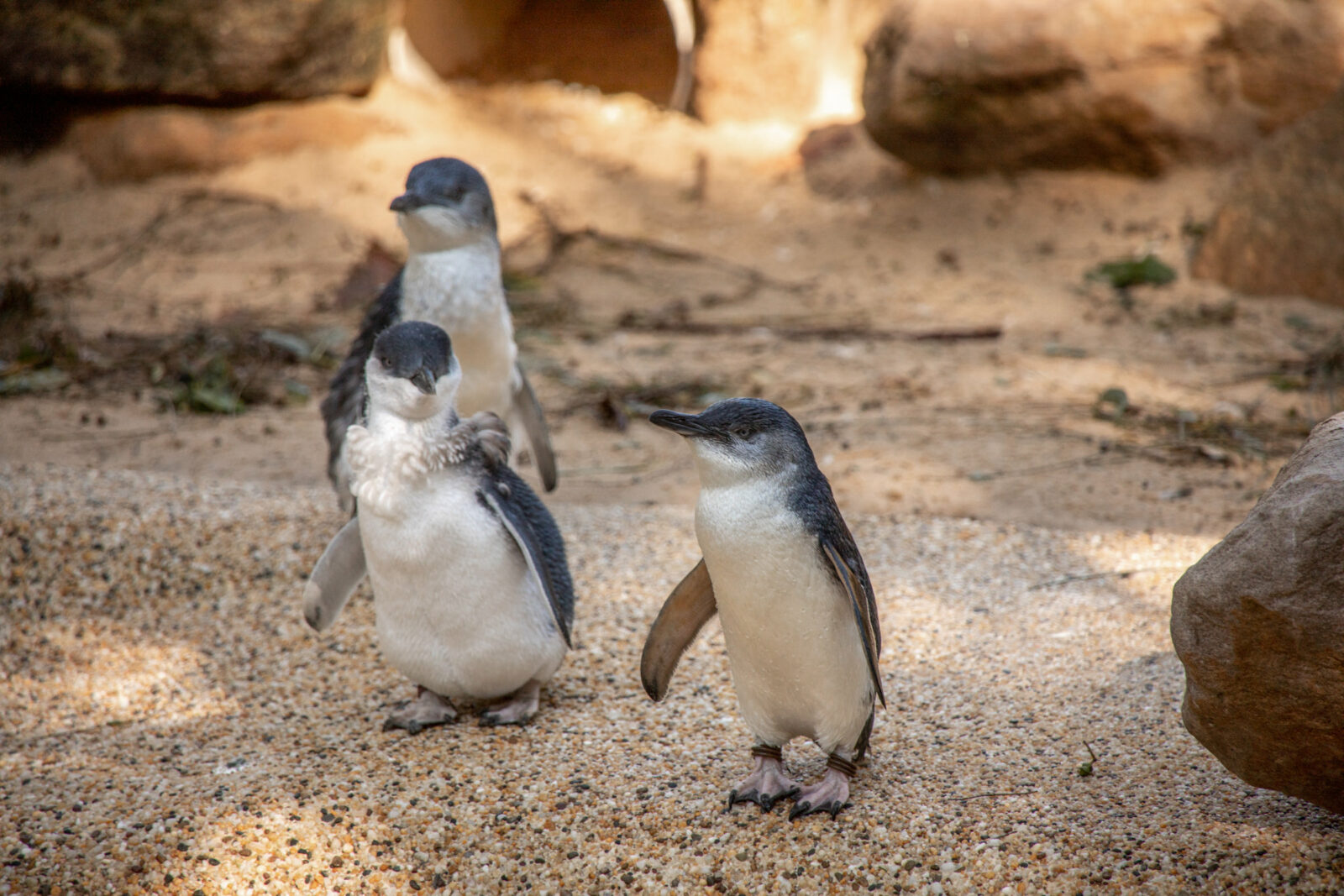 Pinguine in Australien