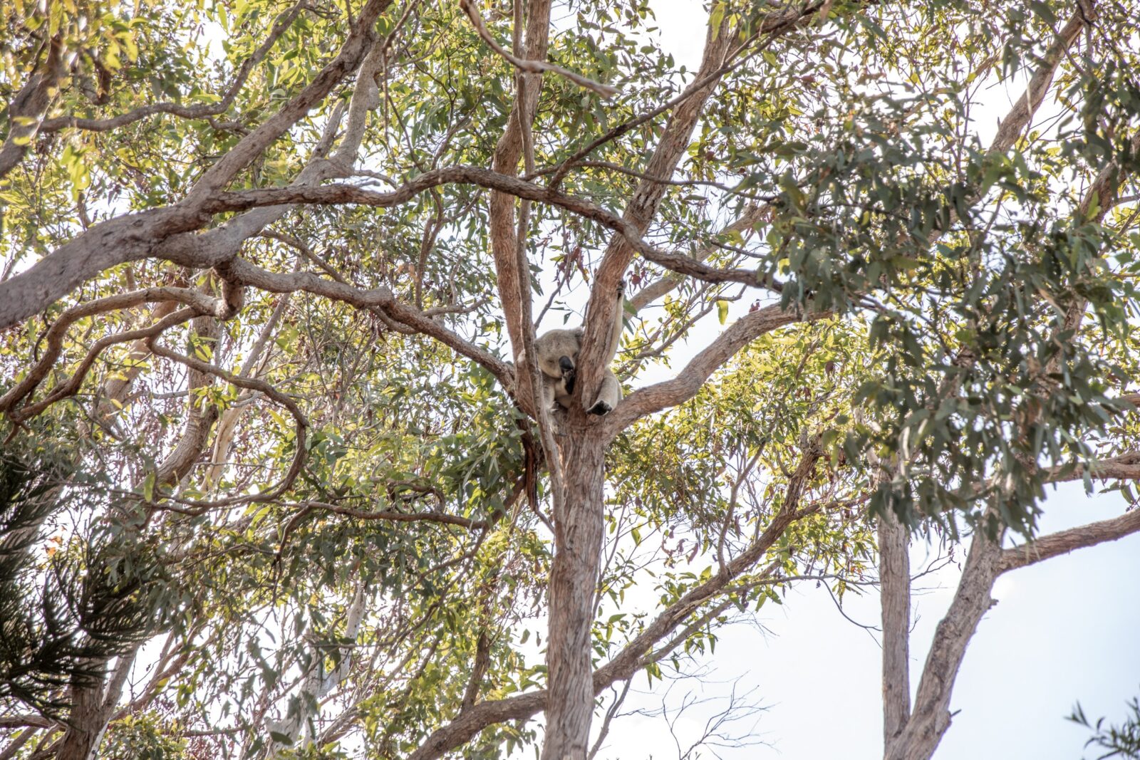 koala schläft auf baum