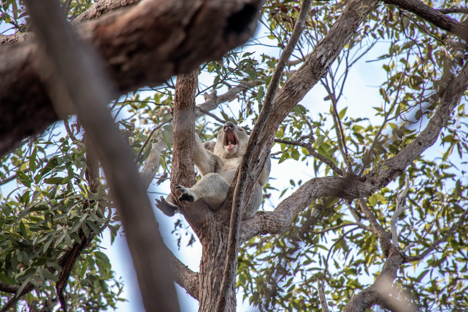 gähnender Koala