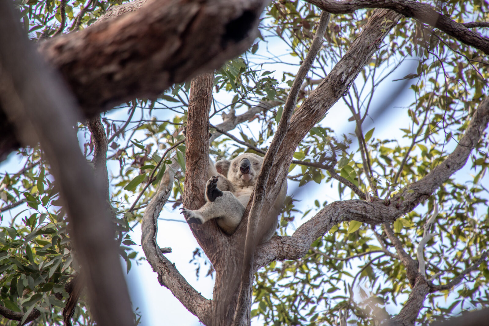 koala chillt auf baum