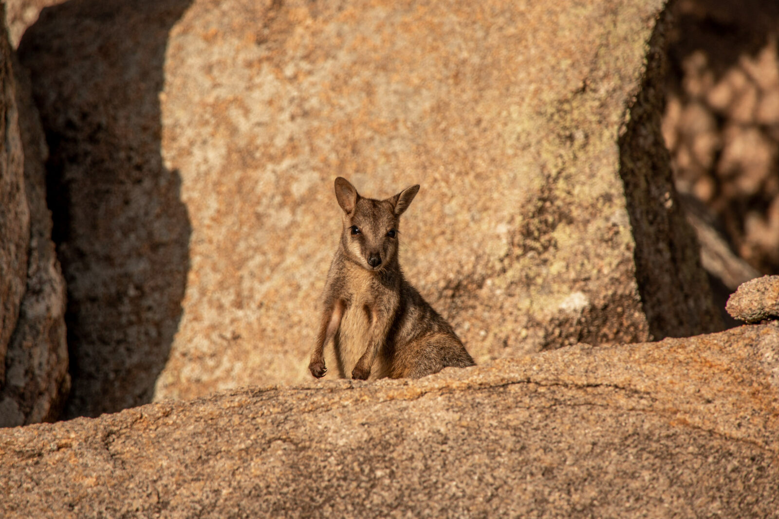 rock wallabies australien