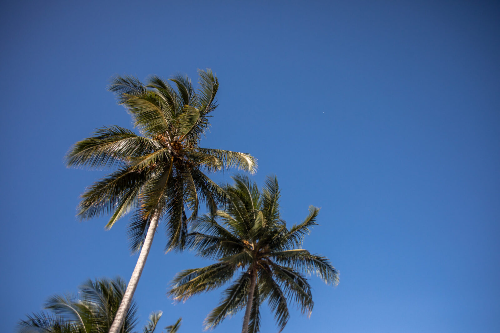 Palmen in Australien