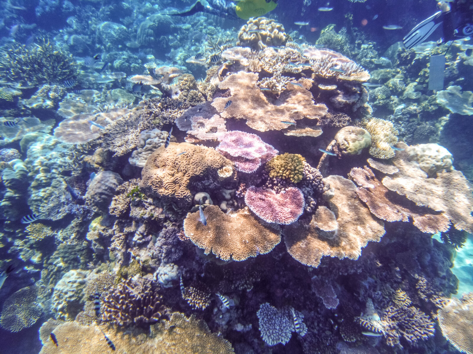 bunte koralen in riff in australien