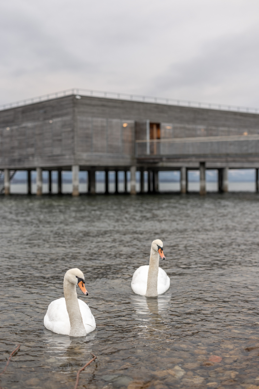 Swans at the lake of Constance